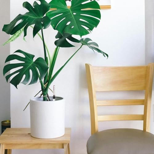 Set 2 Indicatori Nivel Apă pentru Ghivece 36 cm, Indicator Udare Plante de Interior, Sistem Reminder pentru Lipsă Apă în Ghiveci - imagine 3